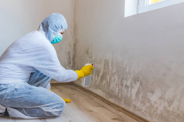 Licensed Mold Cleanup service in Cambridge, MA - WQB Mold Removal