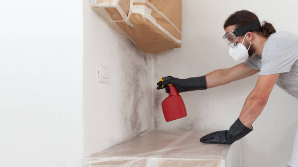Professional Mold Cleanup technician working in Cambridge, MA