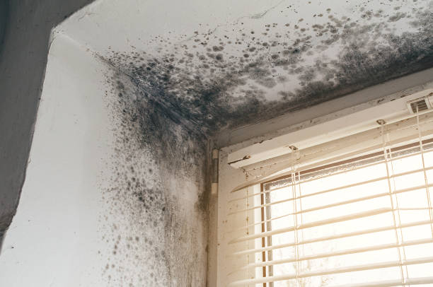 Affordable Mold Cleanup solutions in Cambridge, MA
